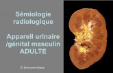 Sémiologie radiologique Appareil urinaire /génital ... · radiologique Appareil urinaire /génital masculin ADULTE E. Schouman-Claeys. ... Sémiologie radiologique ...