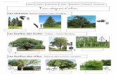 Les résineux - lewebpedagogique.comlewebpedagogique.com/monsieurmathieundlronchin/files/2012/05/Les... · Trois catégories d’arbres Les résineux: épicéa-mélèze-sapin Douglas