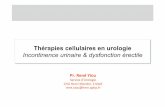 Thérapies cellulaires en urologies36bc3cb42544e7b1.jimcontent.com/download/version/1418486350/... · paroi vasculaire Cellules souches (Pittenger Circ Res 2004;95:9) ... •L’amélioration
