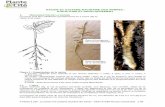Fiche 1 Le système racinaire des arbres : structure et ... · structure du sol, teneur en air, richesse hydrique minérale et organique ou teneur interne en produits de la photosynthèse,