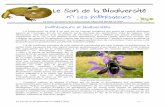 Le Son de la Biodiversité - objectifs-biodiversites.com · Le son de la biodiversité n°1-Mars 2011 - 1 - ... à l’instar de l'abeille domestique. Cependant, les bourdons présentent