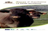 Races d’ Aquitaine · LA VACHE Historique ... Morphologie Les vaches sont vives, avec des aplombs solides, d’une morphologie de 1,40 m. Les taureaux sont plus grands, 1,45 m