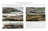 Lézard des murailles (Podarcis muralis) - tiliqua.wifeo.comtiliqua.wifeo.com/documents/Podarcis.pdf · - Coloration dorsale : vu l’extrême variabilité de ces lézards, j’ai