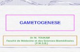 Dr M. TOUKAM Faculté de Médecine et des Sciences ... · I - Généralités Gamétogenèse = processus de formation des gamètes Testicules chez l’homme Site →Gonades Ovaires