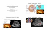 Rappel(anatomique(:(Le(Rein( Urgences…ultrasonographie-vasculaire.edu.umontpellier.fr/files/2013/04/PMB... · Pyélonéphrites#aiguës.#Progrès#en#urologie#2008# 3)#American#College#of#Radiology#:#ACR#Appropriateness#Criteria®.#Clinical#Condi2ons:#Acute#