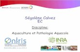 Ségolène Calvez EC - anses.fr · - Enjeux de diversité génétique dans . les systèmes piscicoles - Contexte général . et . Exemple chez les Salmonidés. 2 . L’aquaculture
