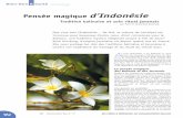 Pensée magique d’Indonésie - Bienvenue sur le site du ... · autres mondes qui répondent à d’autres lois que celles de la réalité physique: monde des divinités ou des énergies