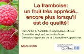 La framboise: un fruit très apprécié… encore plus ... · c’est lui aussi qui achète le plus de fraises ... Contenant de récolte attaché au cueilleur pour travailler des