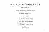 MICRO-ORGANISMES - Plateforme pédagogique · M.Nonus 2 Disciplines • Biologie • Biochimie • Microbiologie • Génie métabolique • Génie chimique • Génie génétique