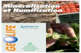 Minéralisation et Humification - bioecoplus.com · bilan humique, optimisé. ... Parmi les différents composants du sol, la substance organique est, sans aucun doute, la plus réactive