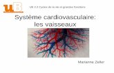 Système cardiovasculaire: les vaisseaux - IFSI DIJON · Régulation nerveuse de la PA ... Variations de la Pression Artérielle Chez l’adulte au repos Normal PAS ≈ 140–110