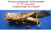 Locusta migratoria - ac-reims.iconito.frac-reims.iconito.fr/static/classeur/8246-34b72c3c0d/49271-83586b5b... · 1er TP: Insectes: morphologie du Criquet Locusta migratoria 1. Dans