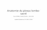 Anatomie du plexus lombo-sacré - reanesth.chu …´me-d... · Anatomie du plexus lombo ... • Le plexus lombaire se situe dans la ... région antéro‐externe de la cuisse.