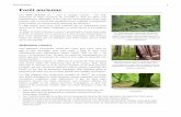 Forêt ancienne - doc-developpement-durable.org · régénération artificielle et monospécifique (strate ... de soutenabilité de l'exploitation forestière et à ce titre sont
