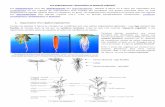 Les angiospermes : description et appareil végétatiflycee.nicolas-cohen.org/fichiers/fichiers_pdf/les_angiospermes.pdf · n’en ferons pas de liste exhaustive ici. ... davantage