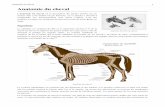 Anatomie du cheval - doc-developpement-durable.org · ... joue le rôle de ... La croissance du squelette du cheval se termine vers l'âge de cinq ans ... Le trapèze cervical et