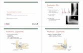 AiAnatomie - Os - Hôpitaux Universitaires de Genève · PDF file• Fracture de la tête radiale ... • “Terrible Triad” (MCL / coronoïde / tête radiale) • Fracture-luxation