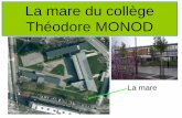 La mare du collège Théodore MONOD - collegemonod.frcollegemonod.fr/wp-content/uploads/2011/10/la-mare-2003-2004.pdf · fiche sur certains animaux et végétaux peuplant la mare: