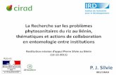 La Recherche sur les problèmes phytosanitaires du riz …agritrop.cirad.fr/562854/2/document_562854.pdf · • PAFIRIZ (Projet européen, Bénin) ... (IPM) contre les ... (Source: