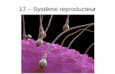 17 – Système reproducteur - Sciences.tips · Reproduction Dans quel but ? ... C'est pas sorcier (13min20s) Le cycle des règles. Created Date: 5/27/2017 2:52:15 PM ...