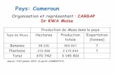 Pays: Cameroun - banana-networks.orgbanana-networks.org/innovate-plantain/.../11/8-presentation-CAMEROU… · Production de Musa dans le pays ... 6 piment 7% 7 maïs 20% ... Fertilisation