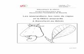 Les anacardiers, les noix de cajou et la filière anacarde …hubrural.org/IMG/pdf/anacarde-benin-gtz.pdf · 1.5 Récolte des noix de cajou et rendement 32 1.6 Transformation de la