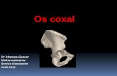 Os coxal - facmed-univ-oran.dzfacmed-univ-oran.dz/ressources/fichiers_produits/fichier_produit... · de cartilage elle s'articule avec la surface contro latérale pour former la symphyse