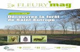 DOSSIER Découvrez la forêt de Saint-Eutropefleurymerogis.fr/images/page-contenu/publications/fleury-mag/2012/... · • Fiche d’identité - Impressions de forêt ... 2011 ou dernier