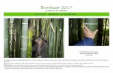 Bambazar 2017 le festival du bambou · Bambazar 2017 le festival du bambou Arrivé en Europe avec le développement de la marine à vapeur, le bambou a vite conquis certains passionnés