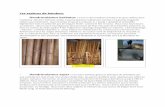Les espèces de bambou. Dendrocalamus barbatus · - Phyllostachys bambusoides : le madake japonais, ’est un des pilies des civilisations du bambou et ses utilisations sont multiples.