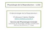 Service de Physiologie Animalecours-medecine-sante.e-monsite.com/medias/files/poly... · - situé à la base du cerveau - dans la selle turcique Hypophyse: 2 lobes Antérieur: Adénohypophyse