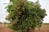 Liane goïne - Agriculture durable - Burkina Doc · Les racines entre dans les soins de la stérilité féminine. Les feuilles en macération sont utilisées contre les vomissements