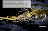 Document de travail Identification des plantes … · Guide d’identification des fleurs d’eau de cyanobactéries. Comment les distinguer des végétaux observés dans nos lacs