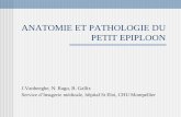 Anatomie et pathologie du petit épiploon - pe.sfrnet.orgpe.sfrnet.org/Data/ModuleConsultationPoster/pdf/2011/1/9f996060-aa... · zone de réflexion reliant le péritoine pariétal