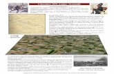 2 décembre 1870 , Loigny : la bataille - trinometrinome.tice.ac-orleans-tours.fr/joomla/attachments/064_loigny_2.pdf · Combat pour Loigny. Une partie du 37eme de ligne se retranche