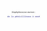 Aucun titre de diapositiveloyce2008.free.fr/Microbiologie/R%e9sistance%20aux%2… · PPT file · Web view2008-11-23 · Staphylococcus aureus: de la pénicillinase à vanA Indications