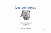 Antigenes L2 2011-12 - Facult??s de M??decine de …medecine.ups-tlse.fr/pcem2/immunologie/Antigenes L2 2011... · 2012-03-14 · augmentent la quantité d’anticorps produits Comment