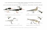 Les oiseaux hivernants des zones humides bretonnes sortie.pdf · Illustrations issues du “Guide Ornitho”, ... Anatidés (Attention, seuls les mâles sont représentés ici, le