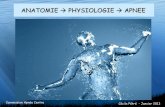ANATOMIE PHYSIOLOGIE APNEE - …crcentreapnee.free.fr/cours/pdf/A3_ANATOMIEPHYSIOLOGIE.pdf · Anatomie : « comment c’est fait ? ... - Muscle situé entre le thorax et la cavité