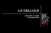 LA CELLULE - Site officiel du Centre Hospitalier de ... I STRUCTURE DE LA... · Rôle de reconnaissance ... Organites cellulaires ... Migration des organites
