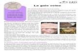 La gale ovine - GDS 03gds03.fr/pages/FT_gale.pdf · La gale ovine Une maladie préjudiciable due à un acarien La gale ovine Les points importants La gale ovine est une mala-die parasitaire