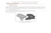 TITRE - SVT Dijonsvt.ac-dijon.fr/taches_complexes/4/41-11.pdf · D’après Bordas SVT 4e (2007) Remarque : le Mesosaurus est un reptile de lac et d’eau douce ; le Cygnognatus est