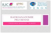 RADIOANATOMIE PELVIENNE - cerf.radiologie.fr · Netter Version. VAGIN - COLPOS ... membre inférieur •S6 : la ligne mammaire régresse sauf au niveau thoracique où elle forme la