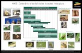 MAÏS : Calendrier d'activité des insectes ravageurs ... Insect Calendar... · PDF fileCriquet Criquet Chrysomèle des ... compte tenu des variations locales dans les conditions