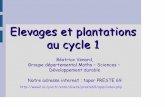 Elevages et plantations au cycle 1 - ac-lyon.fr · graphique de la croissance d'une plante - Approcher les quantités et les nombres ... grillon, criquet, fourmi, piéride du chou,