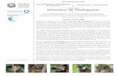 Lémuriens de Madagascar - mnhn.fr · est coordonnée par Fanamby, ONG nationale malgache. avec la participation financière du Les Publications scientifiques du Muséum Conservation