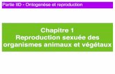 Chapitre 1 Reproduction sexuée des organismes …ekladata.com/hysEH4VGuxoqTcZh0UH2tfDnWa4.pdf · Le zygote principal donne naissance à l’embryon (radicule + gemmule ou tigelle