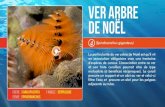 Ver arbre de Noël - Aquarium de la Guadeloupe Tree Worms (Spirobranchus giganteus) Spirobranchus giganteus is commonly found embedded in entire heads of massive corals, such as stony