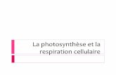 La photosynthèse et la respiration cellulaire Deux ... · PDF fileet la reproduction des cellules (la respiration cellulaire). ... Les organites responsables pour la respiration cellulaire