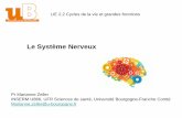 Le Système Nerveux - IFSI DIJON Bienvenue · d’un point à un autre. Le potentiel neuronal. Potentiel de membrane • A travers la mb plasmique : potentiel de mb ... –Extérieur